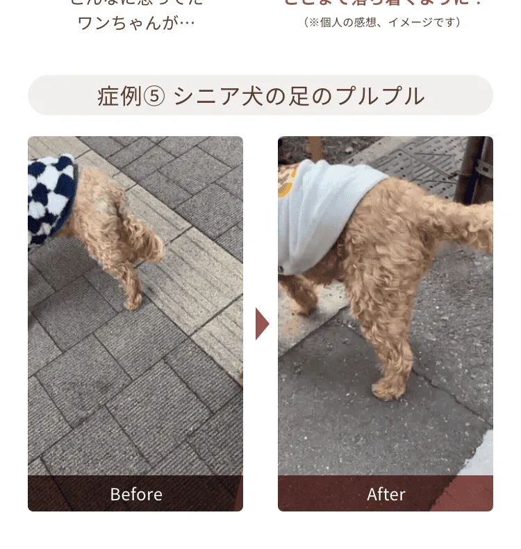 症例③猫の足の赤み 症例④ストレスからくる問題行動 症例⑤シニア犬の足のプルプル