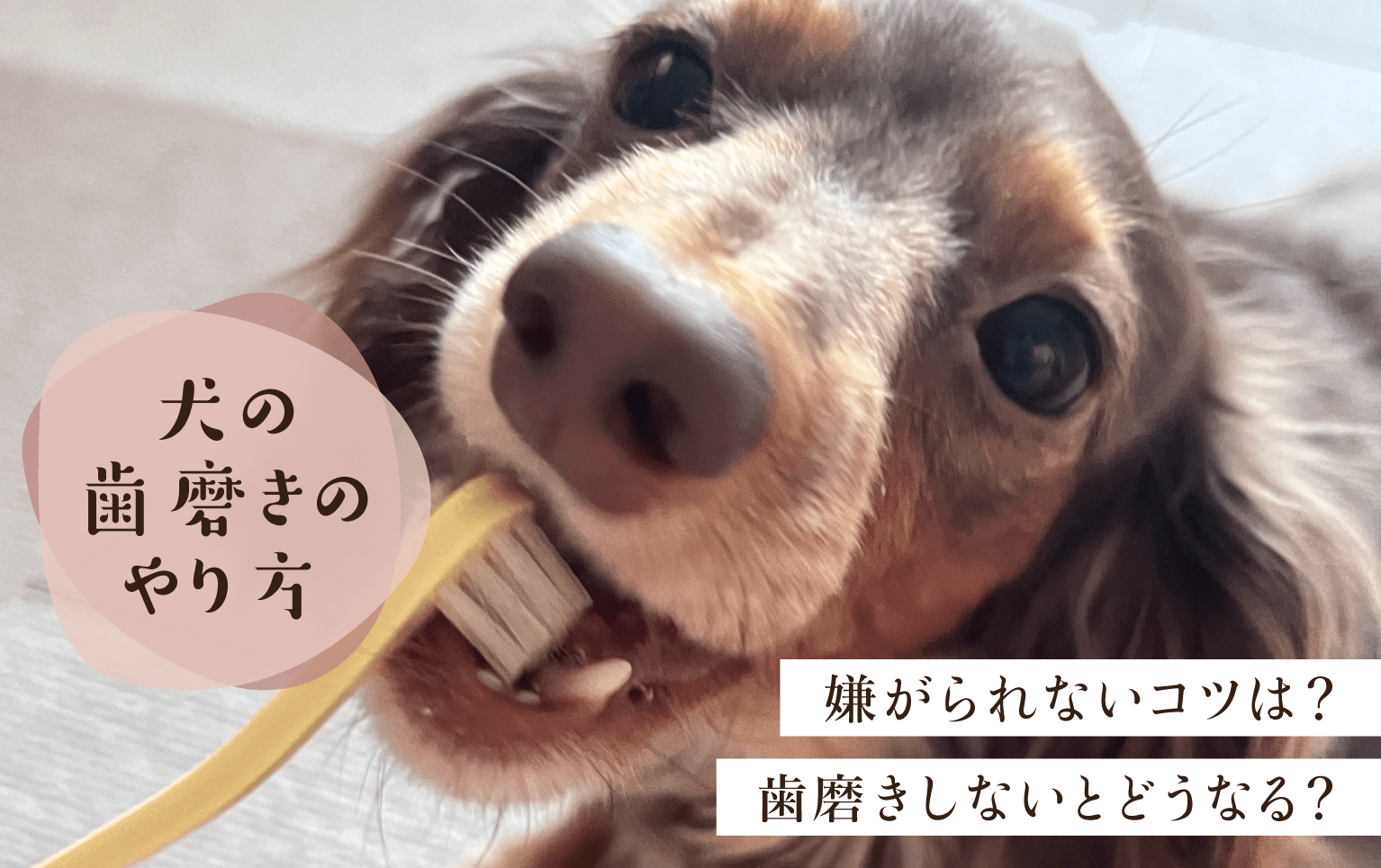 犬の歯磨きのやり方